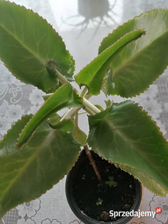 Żyworódka roślina lecznicza wysokość 45Kwiat