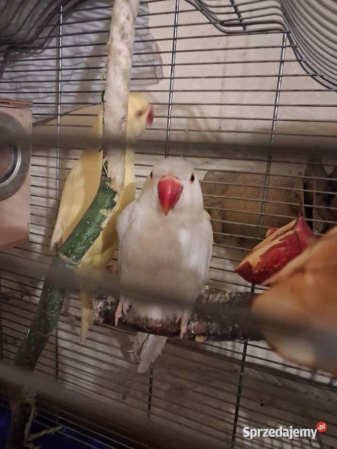 Aleksandreta obrozna para Sandomierz sprzedam