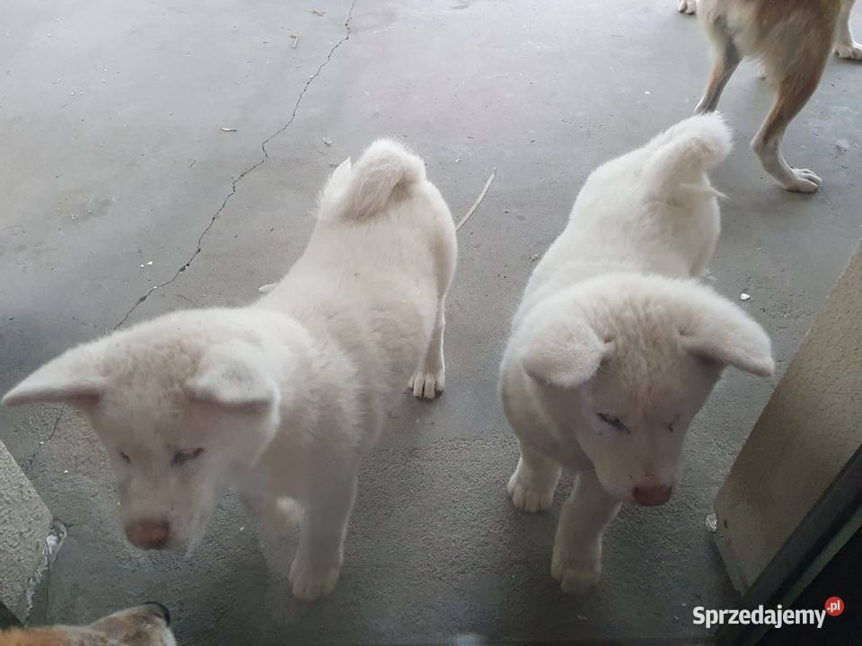 Szczenięta rasy Akita Inu Namysłów