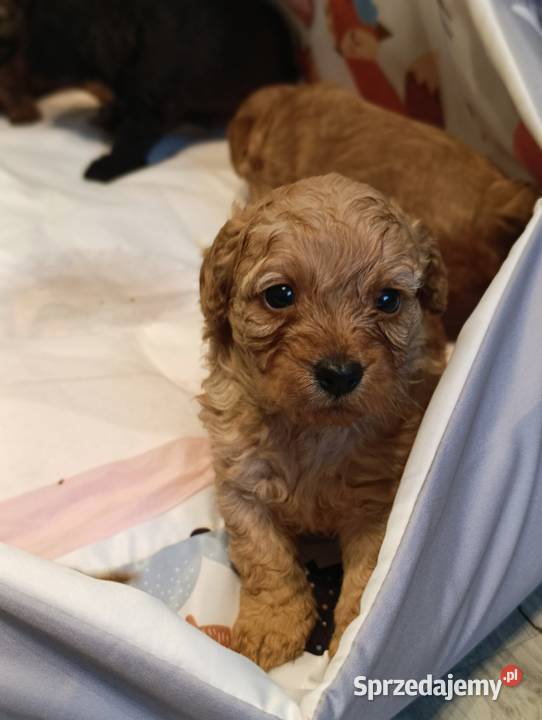 Cavapoo szczenięta Krapkowice
