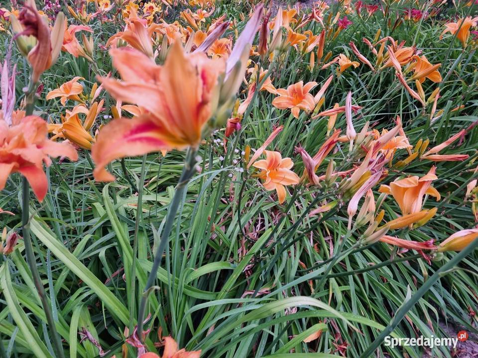 Liliowiec wiele Kolorów Lublin