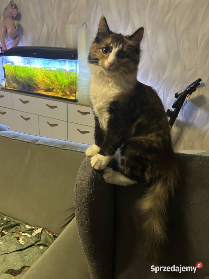 Rodowodowe kotki syberyjskie Świerzna