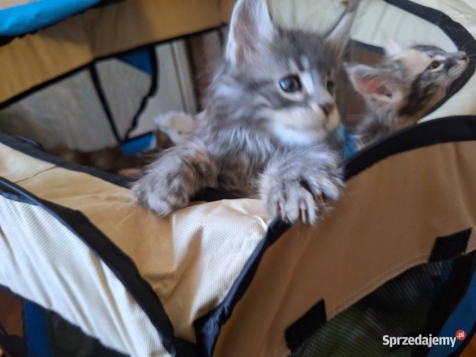 KOTY MAINE COON HODOWLANE zachodniopomorskie Szczecin