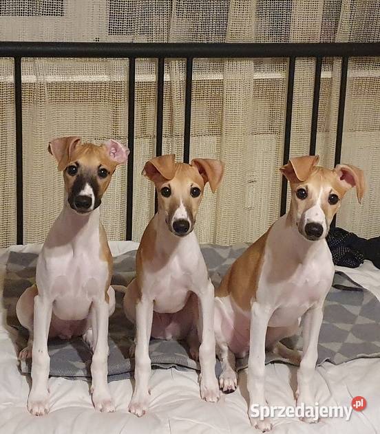 Szczenięta Chart Angielski Whippet FCIZKwP