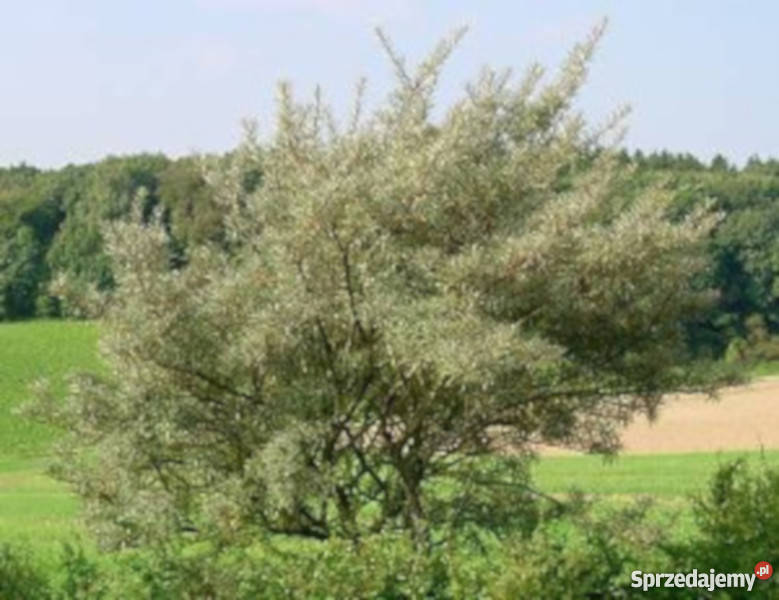 ROKITNIK sadzonki w doniczkach 50 PROMOCJA Ustronie