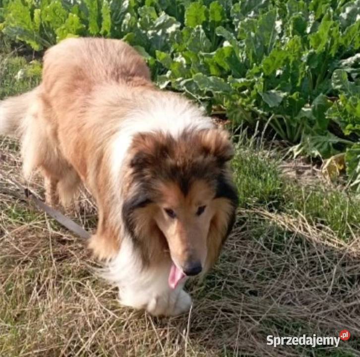 Pies Owczarek Szkocki Collie sprzedam