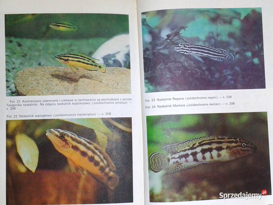 Słodkowodne ryby akwariowe Stefan Kornobis Pozostałe Chełm