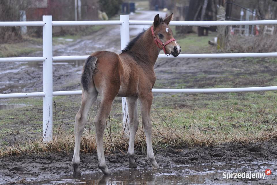Ogierek małopolski źrebak Mogielnica