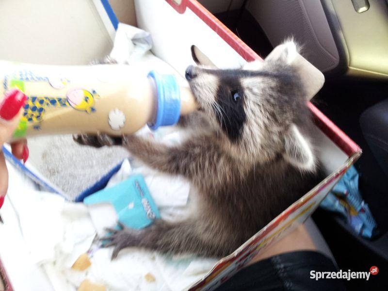 Cudowny malutki szopik szuka domu Pozostałe Warszawa