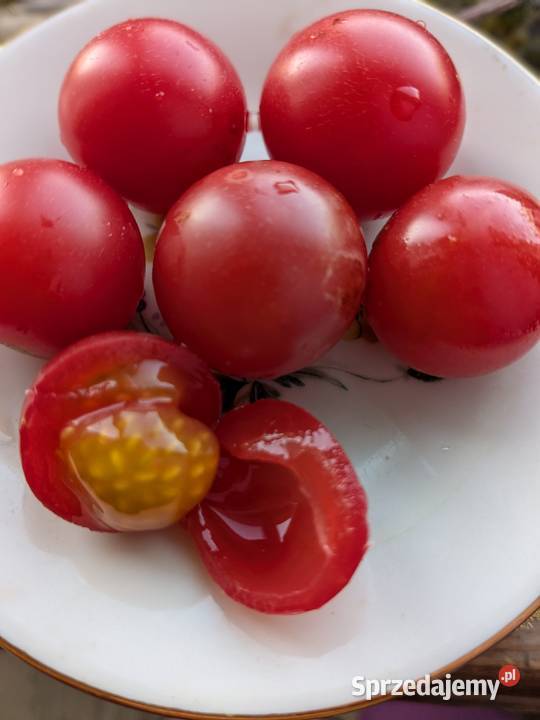Pomidor Megagroniasty zestaw Black Cherry Rosse Kraków