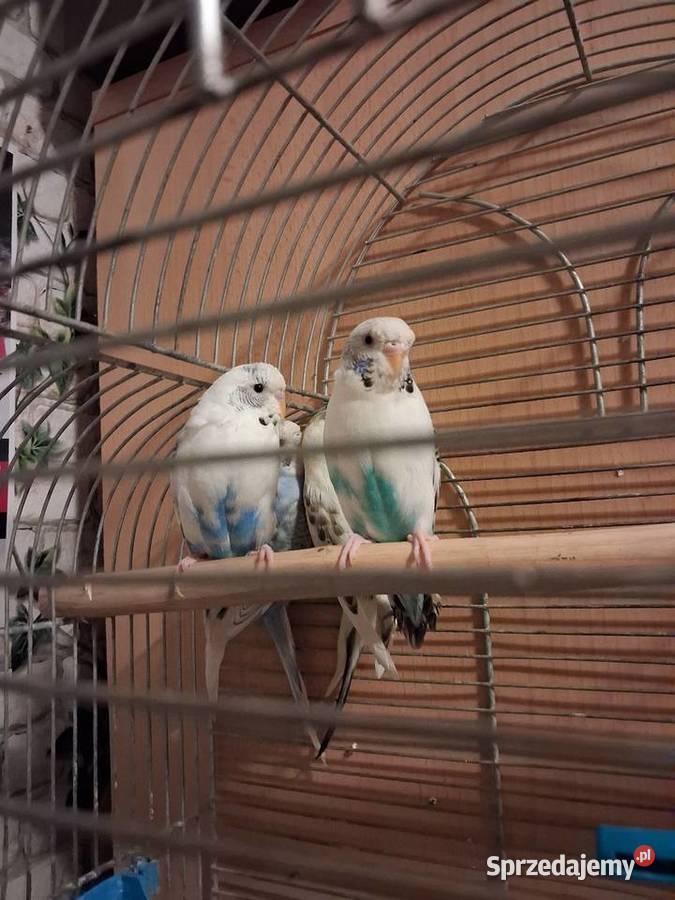 Młode papużki faliste Lublin