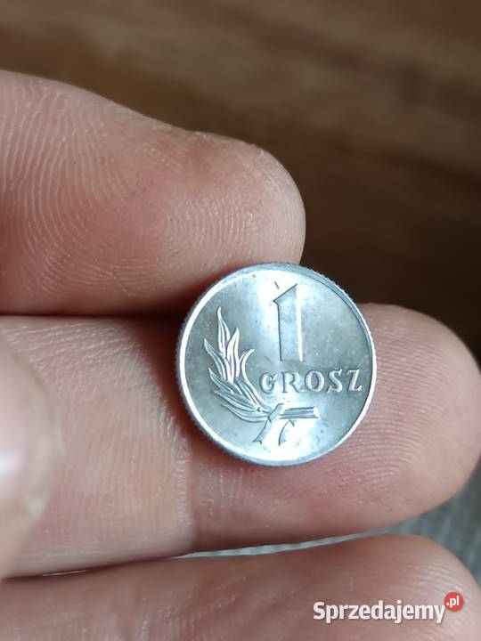 Sprzedam 1 grosz 1949 ccc Chełm