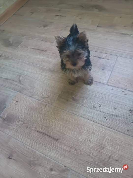 Sprzedam pieska yorka York Płock