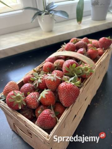 Rozsada truskawki Lipnica Murowana sprzedam