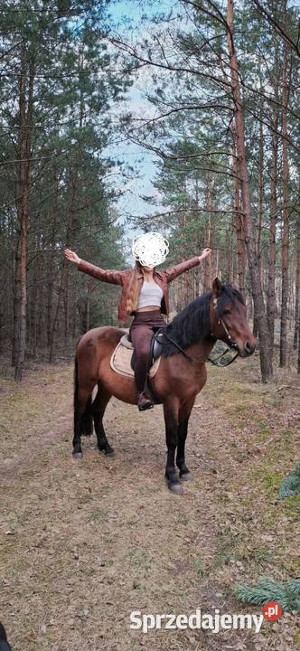 Kuc kucyk koń hucuł wałach Bydgoszcz