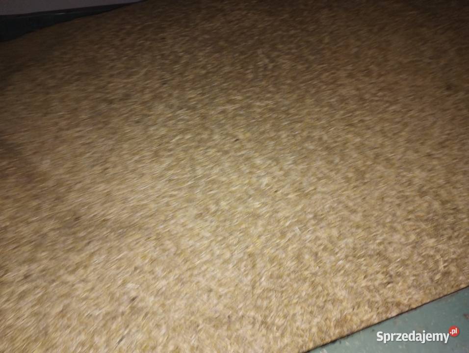 Jęczmień jary Łącznik sprzedam