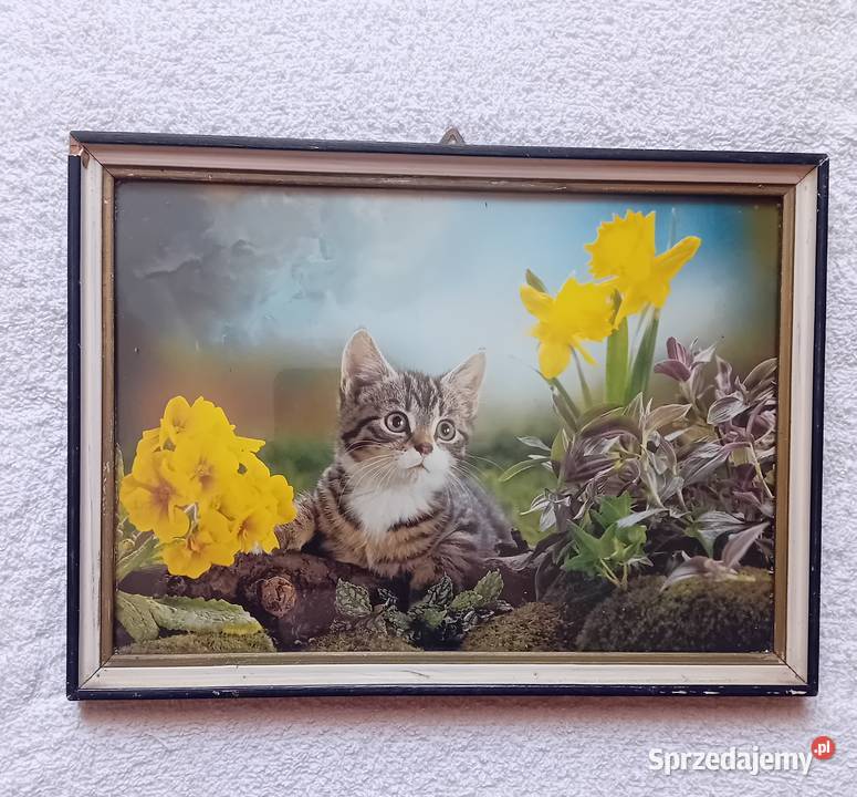 Zdjęcie kota w ramce szkłem lata 70e 80e