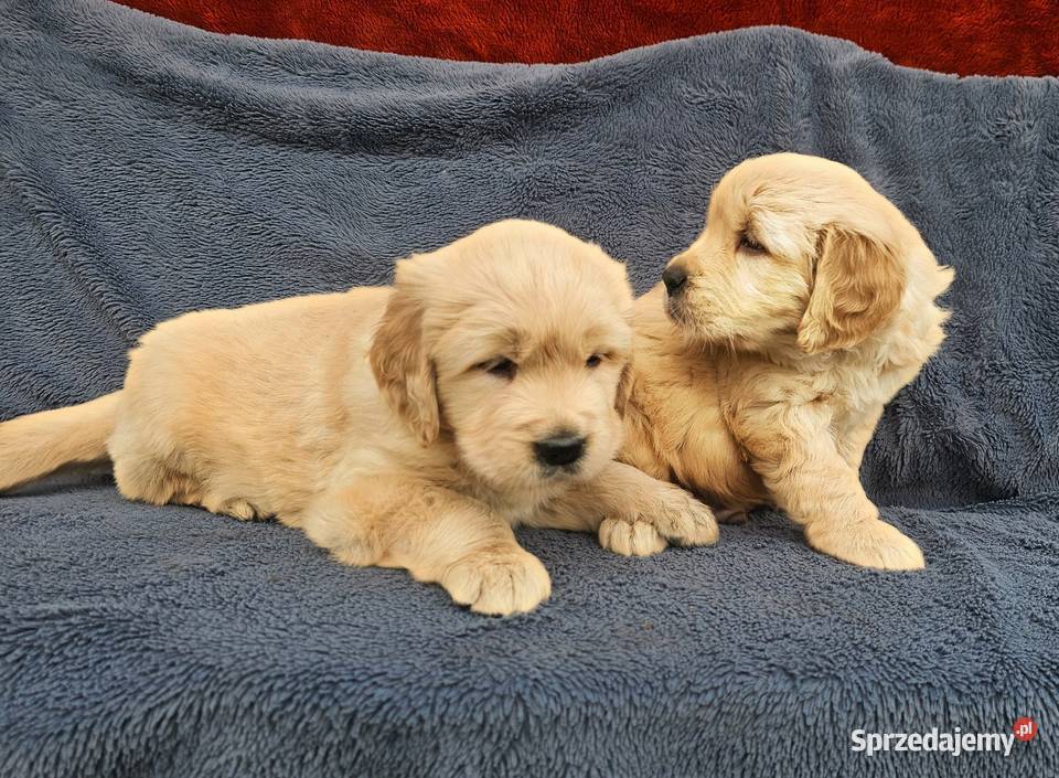Golden Retriever złoty szczeniak łódzkie Polesie