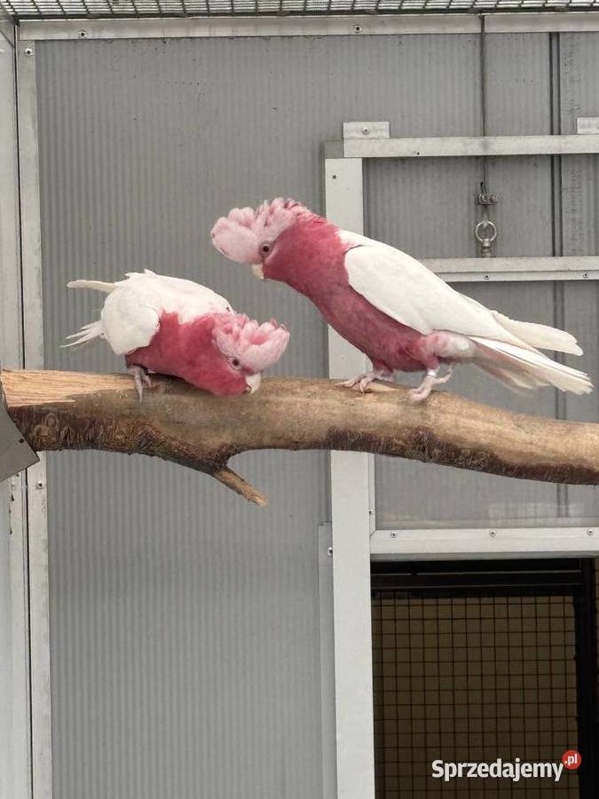 Kakadu Różowa Lutino para 2221 Kłaj