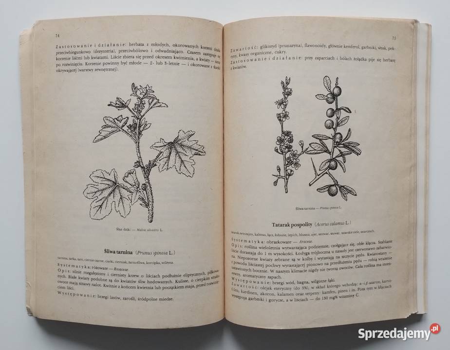 Przewodnik ziołolecznictwa ludowego Rośliny zdrowie, pierwsza pomoc Poradniki, albumy i reportaże Bełchatów