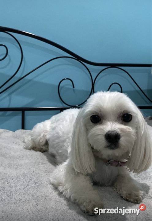 Maltipoo Suczka Zawiercie