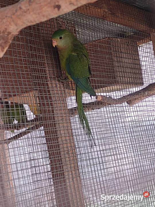 Aleksandretty obrozne i inne papugi