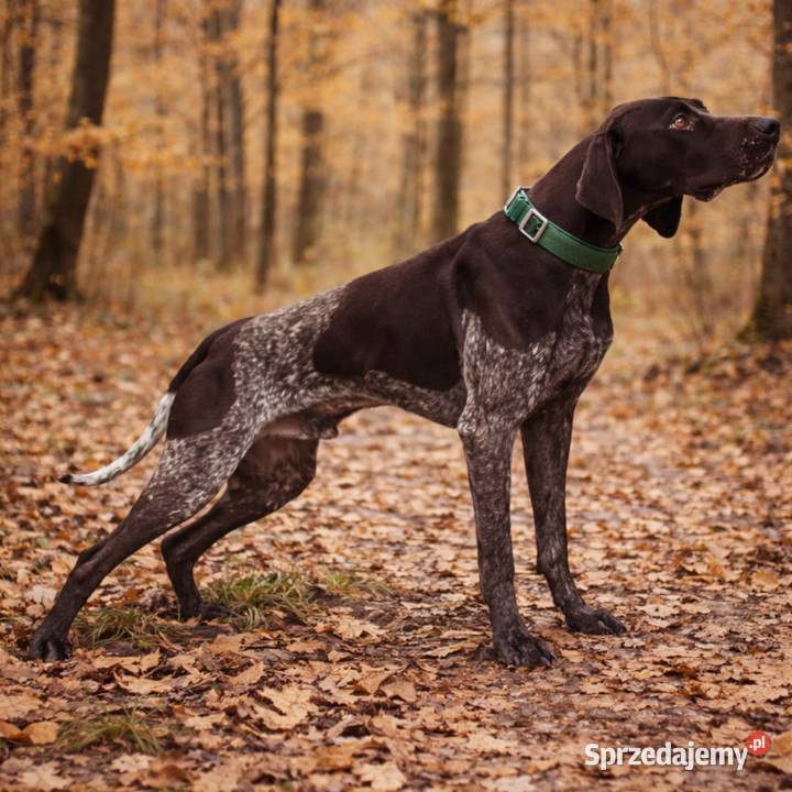 Reproduktor Wyżeł Niemiecki Piękny Próba