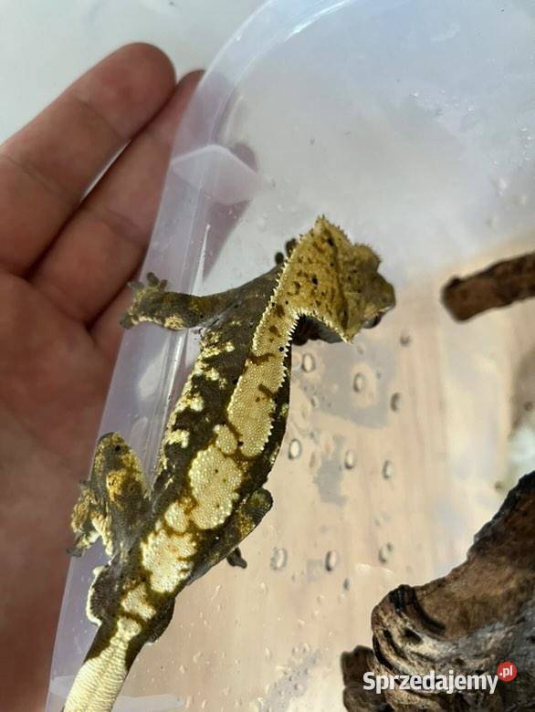 Gekony orzęsione Gady i płazy Radom