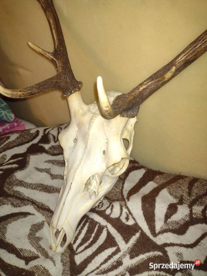 Poroże jelenia Pobiedziska sprzedam