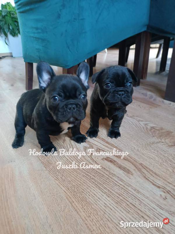 Szczenięta Buldoga Francuskiego Buldog kujawsko-pomorskie Warlubie