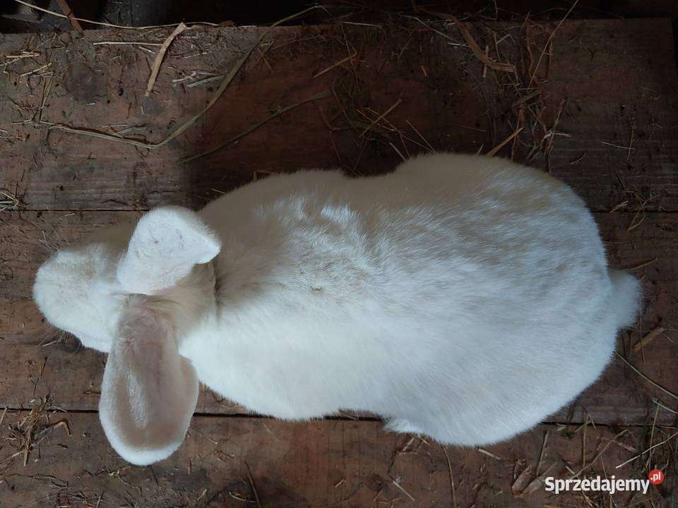 Sprzedam samice nw biała Parczew