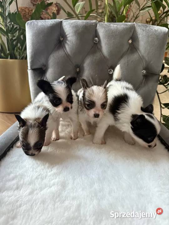 Papillon spaniel kontynentalny miniaturowy Dudki