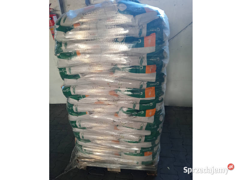 Nasiona kukurydzy Saatbau Bologna na Rośliny pastewne wielkopolskie Pleszew