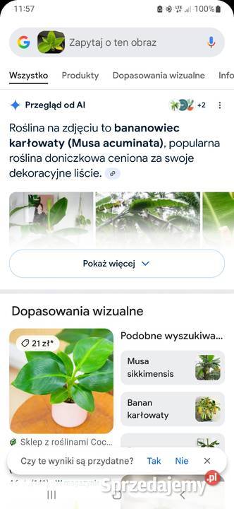 Kwiatki bananowiec Goleniów