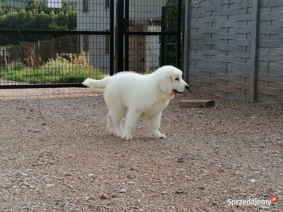 Owczarek Podhalański szczeniaki Ch i JWW17 Chęciny