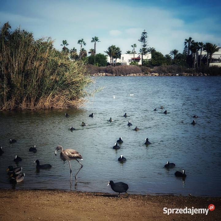 Apartament Inwestycyjny w Hiszpani morzem z wielkopolskie Poznań sprzedam