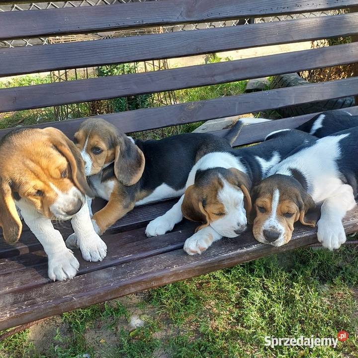 Szczeniaki beagle tricolor Radom