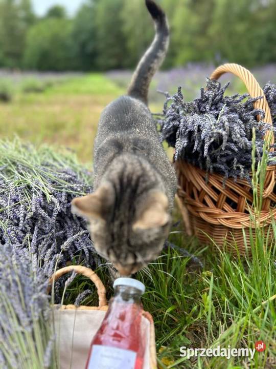 Lawendowy Syrop 100 naturalny wyrób własny Piotrków Trybunalski