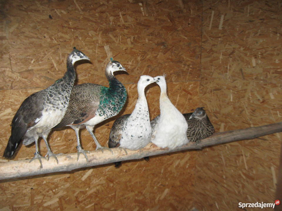 pawie kuropatwy Jarocin