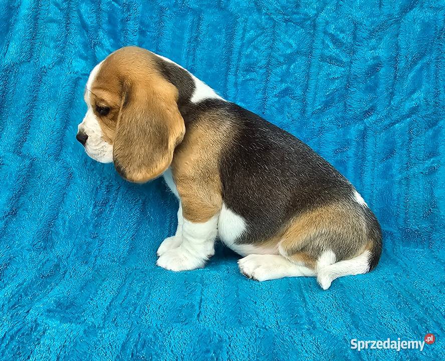 Szczeniaki beagle łódzkie Polesie