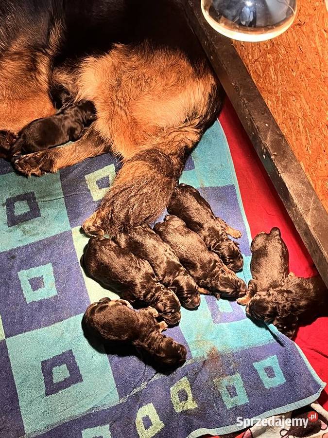 Szczenięta owczarka niemieckiego zkwp podlaskie Łomża