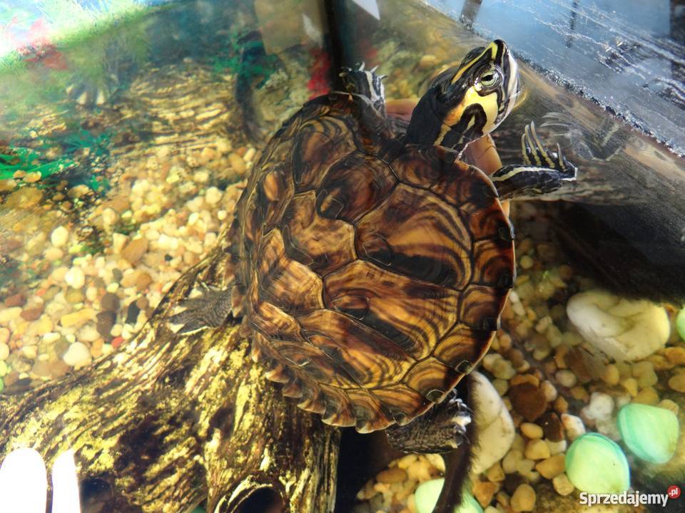 Żółw Żółwie wodnolądowe żółtolice Głowno sprzedam