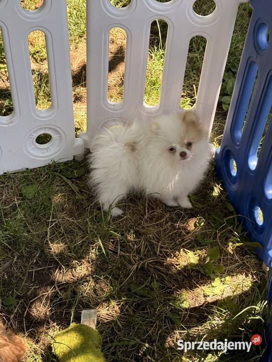 Szpic miniaturowypomeranian Zrębice