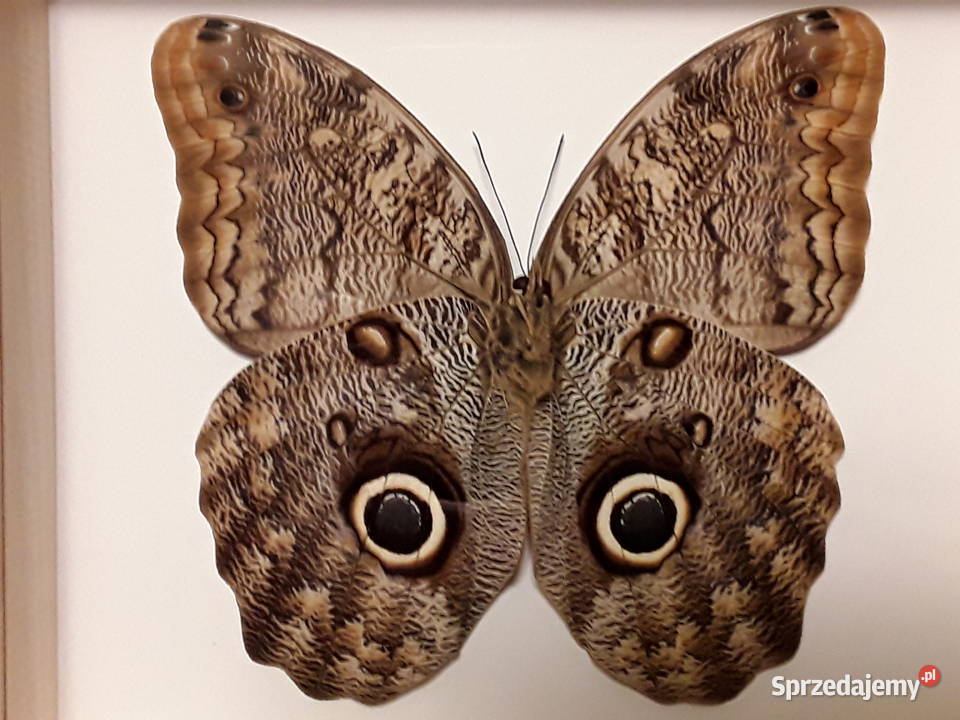 Motyl w ramce 20x18 Caligo memnon XXXL 140 mm Szczecin