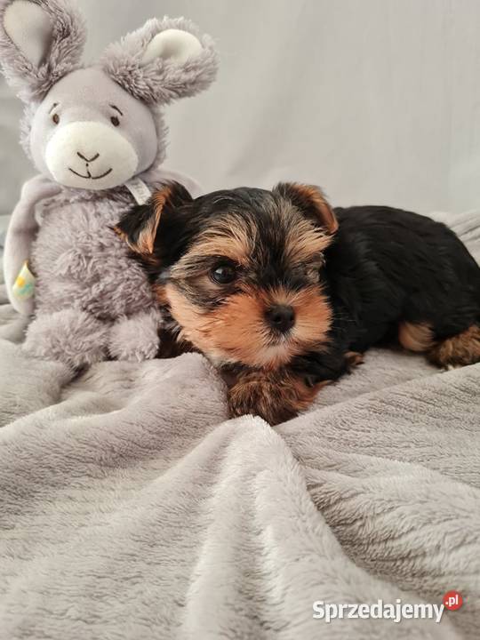 Mini Dziewczyna Yorkshire Terrier z Chipem śląskie Częstochowa