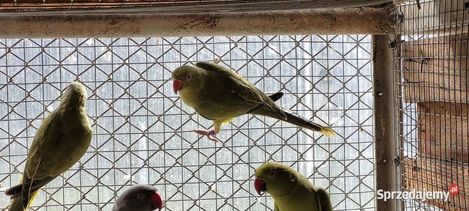 papugi aleksandretty obrożne śląskie Łaziska