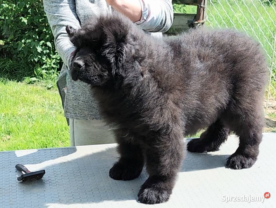 Nowofundland piękny piesek z metryką ZKwP Pozostałe Rozdziały