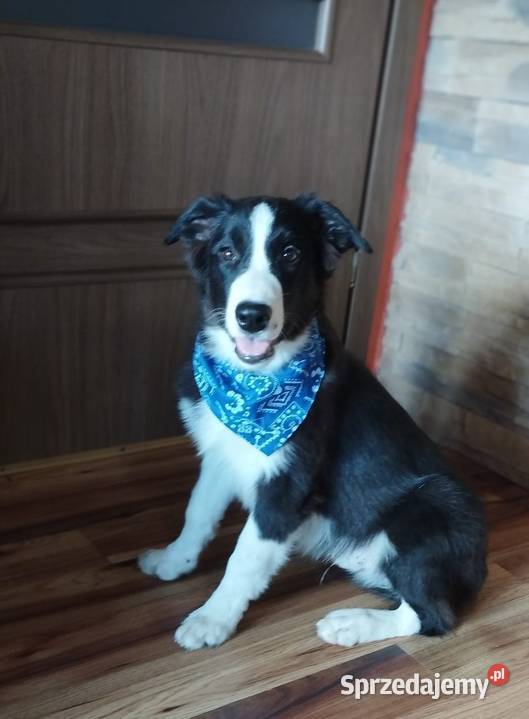 Border Collie szczeniak czarno- biały piesek