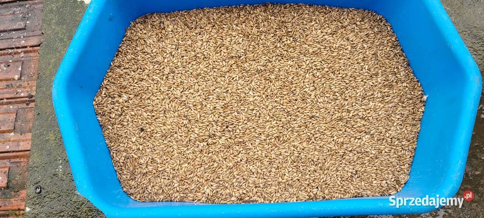 ostropest plamisty Pozostałe Przybysławice