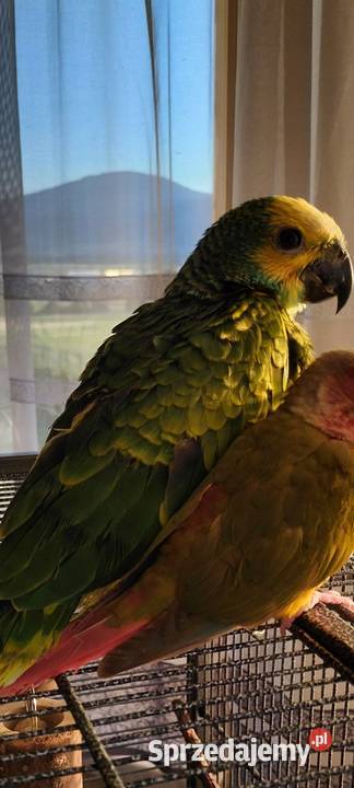 Papuga Amazonka Niebieskoczelna ręcznie Bielsko-Biała